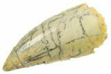 Serrated Raptor Premaxillary Tooth - Real Dinosaur Tooth #364842-1